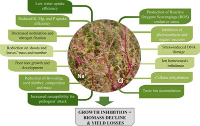 When Salt Meddles Between Plant, Soil, and Microorganisms